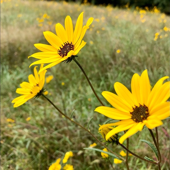 Meet the Posher Other - Meet your Posher, Samantha